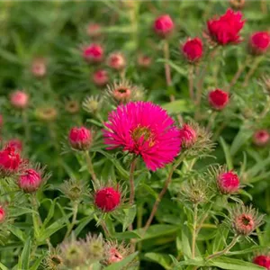 Aster novae-angliae 'Alma Pötschke'