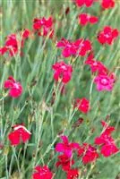 Dianthus deltoides 'Leuchtfunk'