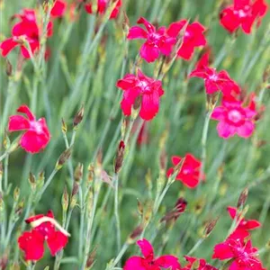 Dianthus deltoides 'Leuchtfunk'