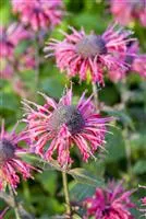 Monarda fistulosa 'Beauty of Cobham'