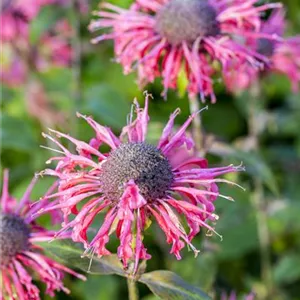 Monarda fistulosa 'Beauty of Cobham'