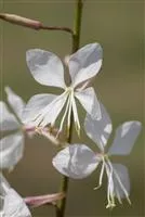 Gaura lindheimerii 'Geyser White'