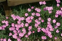 Dianthus gratianop.'Eydangeri'