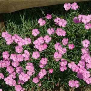 Dianthus gratianop.'Eydangeri'