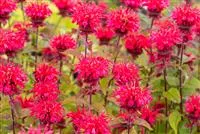 Monarda fistulosa 'Cambridge Scarlet'