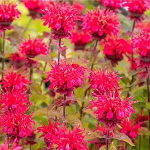 Monarda fistulosa 'Cambridge Scarlet'