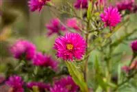 Aster novae-angliae 'Andenken an P.Gerber'