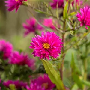 Aster novae-angliae 'Andenken an P.Gerber'