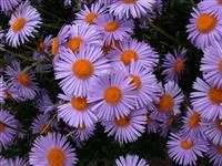 Aster tongolensis 'Wartburgstern', gen.