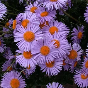 Aster tongolensis 'Wartburgstern', gen.