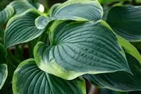 Hosta sieboldiana 'Frances Williams'