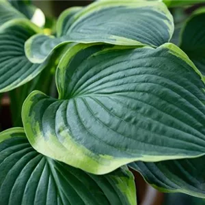 Hosta sieboldiana 'Frances Williams'