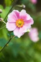 Anemone japonica 'Rosenschale'