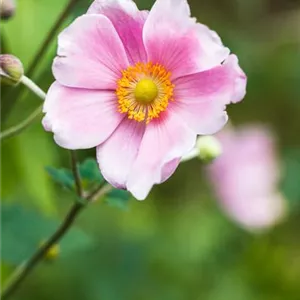 Anemone japonica 'Rosenschale'