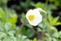 Anemone sylvestris