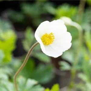 Anemone sylvestris