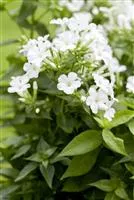 Phlox paniculata 'Adessa White' -R-