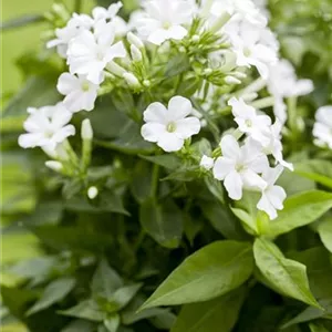 Phlox paniculata 'Adessa White' -R-