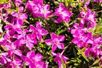 Phlox subulata 'Daniels Cushion'