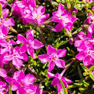 Phlox subulata 'Daniels Cushion'