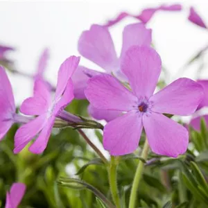 Phlox subulata, rosa