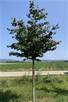 Parrotia persica 'Vanessa'