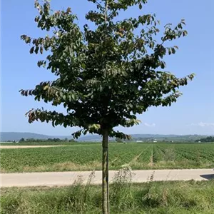 Parrotia persica 'Vanessa'