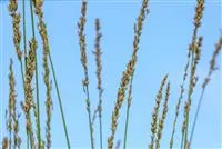 Molinia caerulea 'Heidebraut'