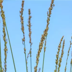 Molinia caerulea 'Heidebraut'