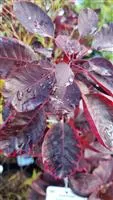 Cotinus coggygria 'Royal Purple'