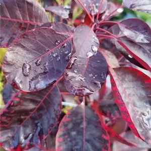 Cotinus coggygria 'Royal Purple'