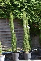 Cupressus sempervirens 'Stricta'