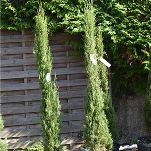 Cupressus sempervirens 'Stricta'