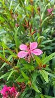 Gaura lindheimeri 'Geyser Pink'