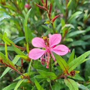 Gaura lindheimeri 'Geyser Pink'