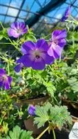 Geranium wallichianum 'Rozanne' -R-