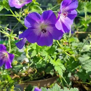 Geranium wallichianum 'Rozanne' -R-