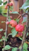 Malus 'Evereste' -R-