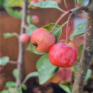 Malus 'Evereste' -R-