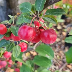 Malus 'Professor Sprenger'