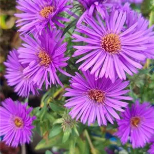 Aster novae-angliae 'Purple Dome'