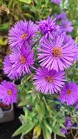 Aster novae-angliae 'Purple Dome'