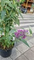 Buddleja davidii 'Flower Power' -R-