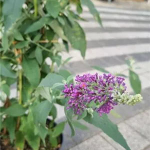 Buddleja davidii 'Flower Power' -R-