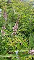 Vitex agnus-castus 'Pink Pinnacle' -R-