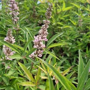 Vitex agnus-castus 'Pink Pinnacle' -R-