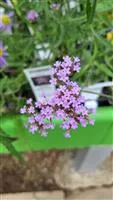 Achillea millefolium 'Cerise Queen'