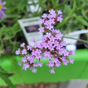 Achillea millefolium 'Cerise Queen'