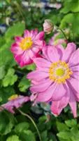 Anemone japonica 'Bressingham Glow'