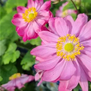 Anemone japonica 'Bressingham Glow'